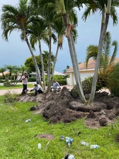 Logo for Orlando Landscape Inc. and Tree Service.