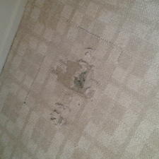 Commercial And Industrial Carpet Care Is Not An Ordinary Job Aside From Your Building Maintenance Cleaners Industrial Carpet Carpet Care How To Clean Carpet