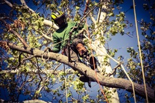 Avatar for BP Trees, LLC