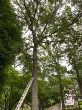 Logo for G&M Tree Service
