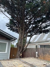 Avatar for Second 2 None Tree Srv