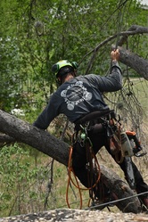 Buchanan Tree Service, LLC logo
