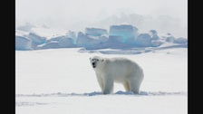 Avatar for Polar Bear Insulation, Inc.
