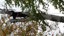 Avatar for Tom Denno's Tree Service