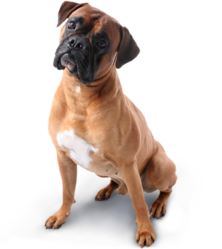 Wisconsin Dog Guard logo