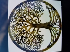 Avatar for Bello Tree Care