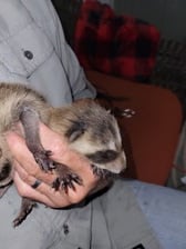 Logo for Nature's Balance Wildlife Solutions