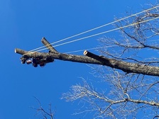 Avatar for Bramlett's Tree Service