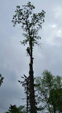 Union Brothers Tree Care logo