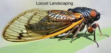Locust Landscaping logo
