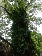 Logo for EJ Tree Service