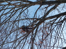Logo for Dans Tree Service