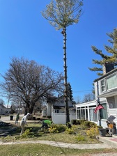Lemaster Tree Care logo