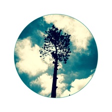 Avatar for Church's Tree Service