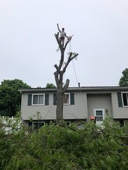 Ace Tree Service logo