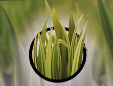 Avatar for Independent Lawn Care