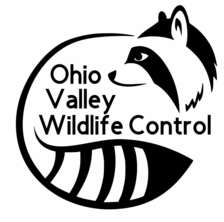 Avatar for BackCountry Wildlife Control LLC - Beranda Facebook