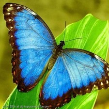 Avatar for Nature's Balance Wildlife Solutions