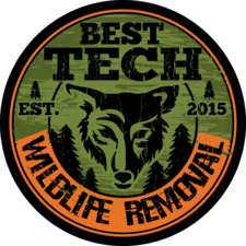 Avatar for Best Tech Wildlife Removal