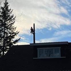Bluejay's Tree Service and More logo