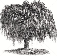 Anderson Tree Specialists logo