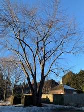 KBR Tree Service logo