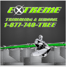 Avatar for Extreme Tree Service