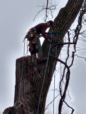 Avatar for Lost Creek Tree Services