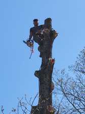 Logo for Squirrel Tree Service