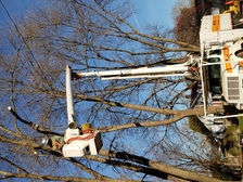 Logo for Miller's Tree Service