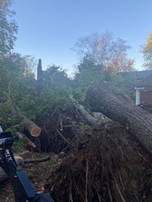 GC Tree Service logo