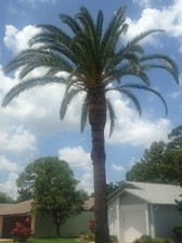 Avatar for Palm Shores Tree Service, LLC