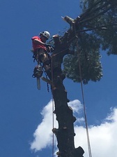 A Victor Tree & Landscape Service, LLC logo