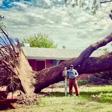 Avatar for Arizona Tree Trimming and Removal