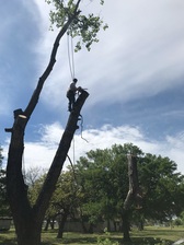 Avatar for Local Tree Service