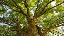 Logo for Brown's Complete Tree Service