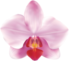 Orchid Island Cabinet Design - Home Facebook logo