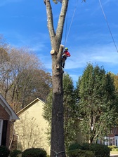 Logo for Ricardo's Professional Tree Service