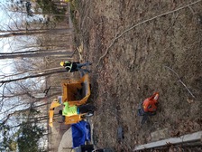 Logo for Malpica Tree Services