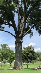 Jose Landscaping and Tree Removal logo