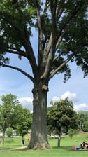 Avatar for Jose Landscaping and Tree Removal