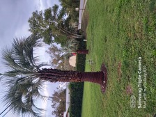 AAA Palm Trees Plus logo