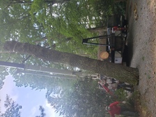 Los Romero's Tree Service logo