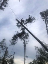 Avatar for Timber Oak Tree Services