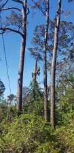 Logo for Hampton's Tree Service & Firewood