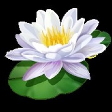 Avatar for Lily Pad Ponds, Inc.