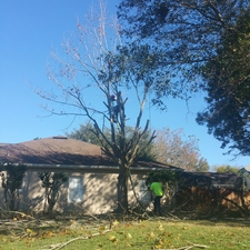 ailanthus tree removal, Minneola FL