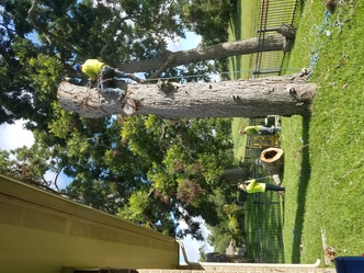 Genesis Tree Service logo