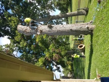 Avatar for Genesis Tree Service