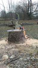 Avatar for Lumber Jack Tree Service